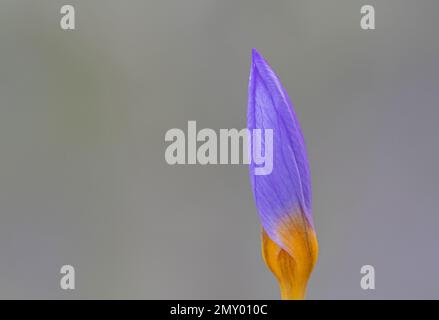 Crocus violet et jaune dans le vieux cimetière de Southampton Banque D'Images