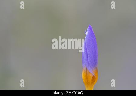 Crocus violet et jaune dans le vieux cimetière de Southampton Banque D'Images