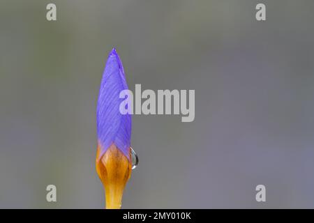 Crocus violet et jaune dans le vieux cimetière de Southampton Banque D'Images