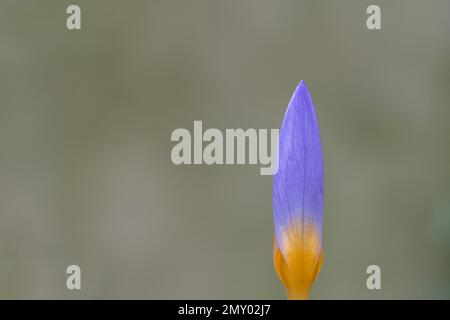 Crocus violet et jaune dans le vieux cimetière de Southampton Banque D'Images