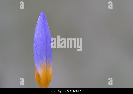 Crocus violet et jaune dans le vieux cimetière de Southampton Banque D'Images