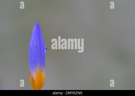 Crocus violet et jaune dans le vieux cimetière de Southampton Banque D'Images