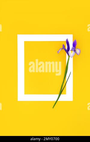 En arrière-plan floral memorium RIP. Fleur violette de l'iris sur cadre blanc sur jaune. Nécrologie d'invitation funéraire composition minimale, carte commémorative. Banque D'Images