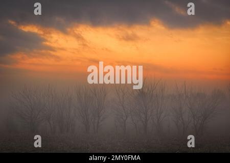 Brouillard de terre du Midwest sur un champ de maïs en forme de tréteau près de Crescent, Iowa. Banque D'Images