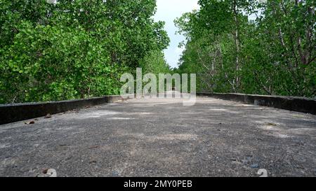 Une surface de jetée en béton a été protégée dans la forêt verte d'Avicennia Marina, dans le village de Belo Laut, prise d'Un angle inférieur en début de matinée Banque D'Images