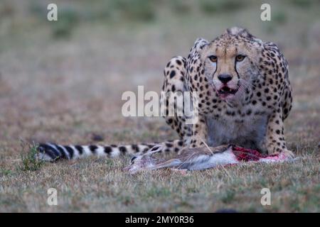 Tirs de Kicheche Bushcamp Banque D'Images