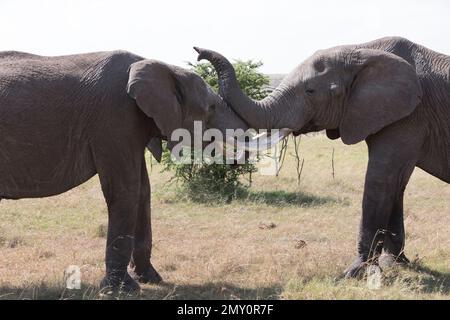 Tirs de Kicheche Bushcamp Banque D'Images