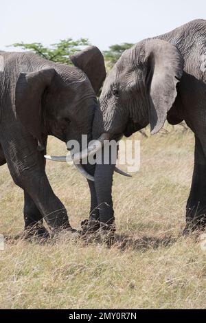 Tirs de Kicheche Bushcamp Banque D'Images