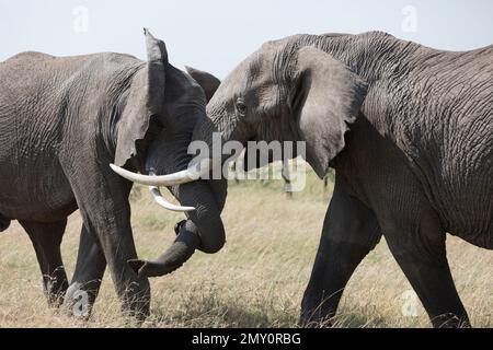 Tirs de Kicheche Bushcamp Banque D'Images