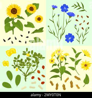 Fleurs techniques plantes plat 2x2 ensemble de compositions carrées avec des images isolées de fleurs et illustration de vecteur de graines Illustration de Vecteur