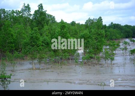 Avicennia marina habitat forestier qui pousse sur la surface boueuse de la mer, dans le village de Belo Laut pendant la journée Banque D'Images