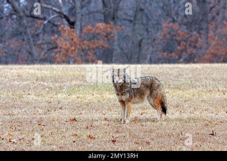 Un coyote est à l'attention dans une prairie ouverte regardant dans la caméra avec la forêt d'automne en arrière-plan. Banque D'Images