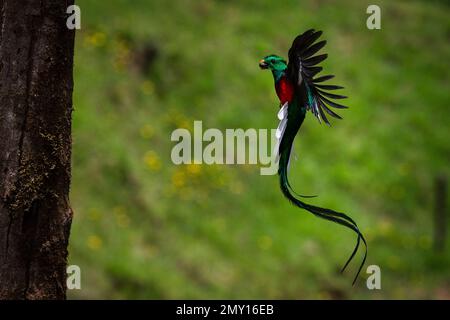 Un Quetzal resplendent qui retourne à son nid pour nourrir ses jeunes après avoir fourré pour l'avocat. Les Quetzals nichent dans des troncs d'arbre morts de trous. Pris sur une distance Banque D'Images