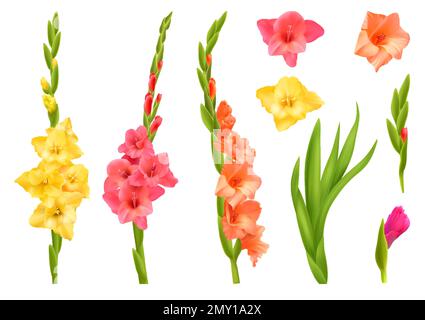 Ensemble réaliste de fleurs de gladiolus jaune rose et orange avec illustrations vectorielles isolées de feuilles Illustration de Vecteur