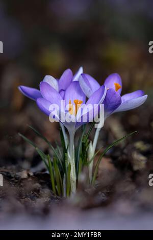 Gros plan des fleurs d'un petit groupe de crocus bleu lavande dans un jardin à la fin de l'hiver Banque D'Images