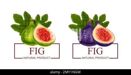 Fig produit naturel deux étiquettes avec vert et violet réaliste fruits frais illustration vectorielle isolée Illustration de Vecteur