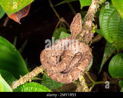 Une vipère venimeuse juvénile de lance (Bothrops atrox) s'enroule sur une branche de l'Amazone équatorienne. Banque D'Images