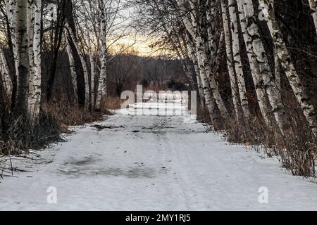 Lever de soleil illuminant une ligne de bouleaux le long d'un sentier de randonnée dans la réserve de Big Marine Park, Marine on St. Croix, Minnesota, États-Unis. Banque D'Images