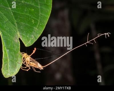 Le champignon Cordyceps (Ophiocordyceps sp) infectant une guêpe, province d'Orellana, Équateur Banque D'Images