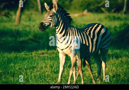 Nouveau-né Zebra dans le parc national de Chobe, Botswana Banque D'Images