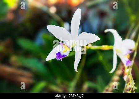 Fleur d'orchidée blanche sur un jardin Banque D'Images