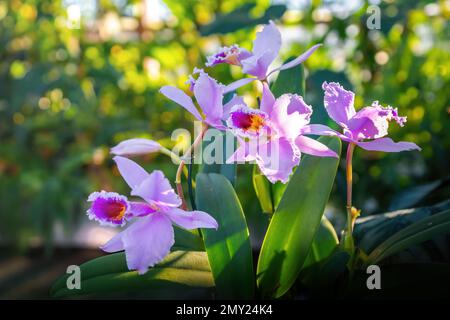 Fleur d'orchidée Cattleya rose sur un jardin Banque D'Images