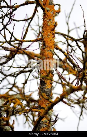 arbre couvert de lichen dans la nature Banque D'Images