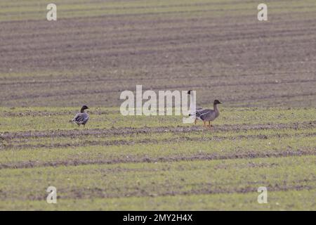 Taïga Bean Goose (Anser fabalis fabalis) Weybourne Norfolk UK GB février 2023 Banque D'Images