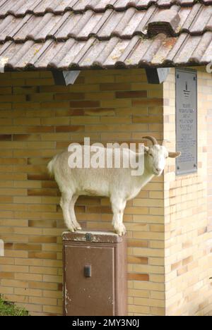 Chèvre se tient sur une boîte électrique devant un mur de maison en tuiles Banque D'Images