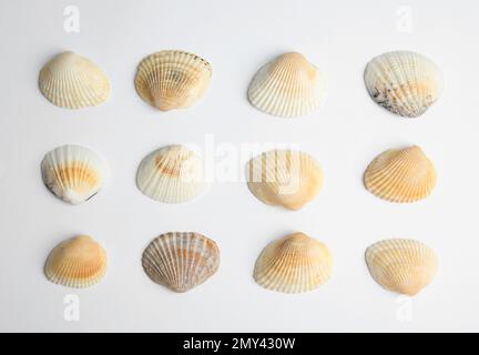 Différentes belles coques de mer sur fond blanc, vue de dessus Banque D'Images