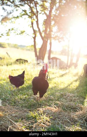 Un cliché vertical de poulets Australores qui se forgent dans un pré par temps ensoleillé Banque D'Images