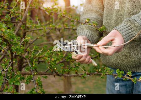 Le jardinier caucasien élagage des plantes à l'arrière-cour au printemps Banque D'Images
