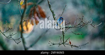 Portrait panoramique d'un kingfisher photographié en attendant le bon moment pour plonger sur un poisson peu méfiant qui nage en contrebas dans la rivière. Bel oiseau. Banque D'Images