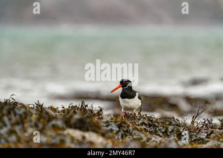 Portrait en couleur d'un Oyster Catcher à la recherche de nourriture parmi les algues lavées à Hannafore Beach, Looe dans Cornwall, Angleterre. Un oiseau de mer saisissant Banque D'Images
