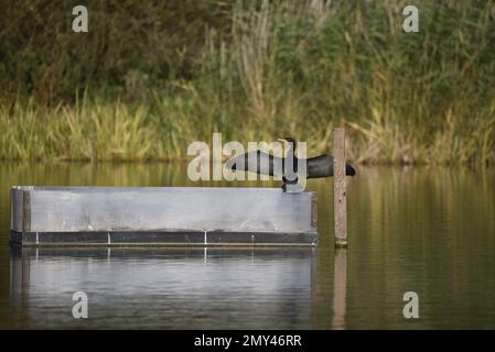 Vue arrière d'un grand Cormorant (Phalacrocorax carbo), ailes ouvertes et tête tournée à gauche, debout sur une plate-forme de lac au soleil en octobre, au Royaume-Uni Banque D'Images