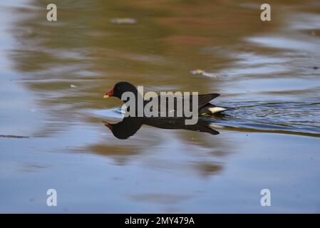 Moorhen commun (Gallinula chloropus) natation de droite à gauche dans l'eau ondulée au milieu de l'image, pris au Royaume-Uni en octobre Banque D'Images