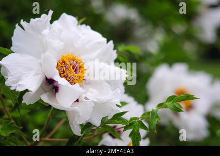 Fleurs blanches d'une pivoine semblable à un arbre, grandes bourgeons aux pétales ouverts et cœur jaune. mise au point sélective. Arrière-plan vert. Banque D'Images