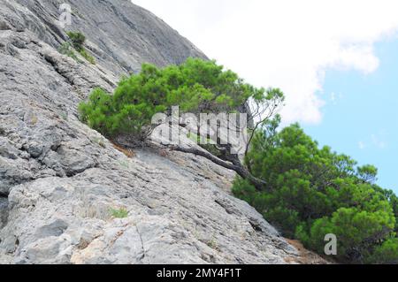 Le pin de montagne pousse d'une roche contre un ciel bleu et des nuages. Bonsai dans la nature, conifères tordus dans les montagnes Banque D'Images