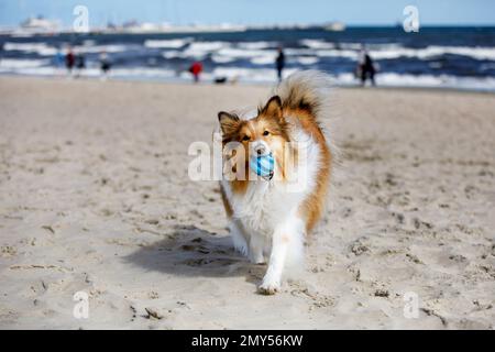 Joyeux chien sur la plage de sable. Sheltie - chien de berger Shetland Banque D'Images