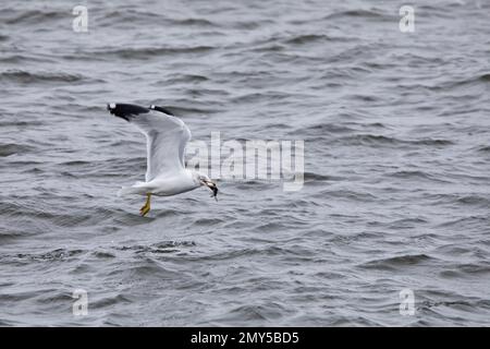 La Mouette à bec, Larus delawarensis, avec des poissons dans le bec survolant le fleuve Mississippi à Davenport, Iowa, lors d'une journée d'hiver. Banque D'Images