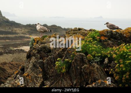 Deux oiseaux se reposant sur les rochers sur la côte de Saint-Malo en Bretagne France lors D'Une journée d'été de Hazy Overcast Banque D'Images