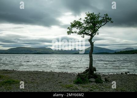 Un arbre solitaire qui pousse sur une pile de rochers au bord de la côte, contre un horizon de montagnes Banque D'Images