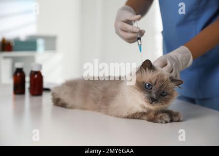 Vétérinaire professionnel vaccinant chat en clinique, gros plan Banque D'Images