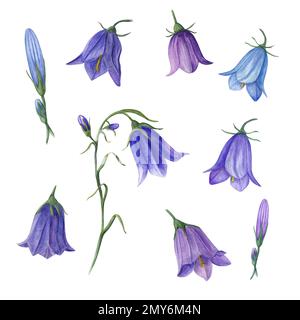 Ensemble de fleurs sauvages aquarelle campanula isolé sur fond blanc. Idéal pour les modèles, papiers peints, imprimés, textiles, bannières, cartes postales Banque D'Images