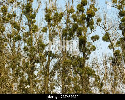 Viscum album ou GUI est un hémiparasite sur plusieurs espèces d'arbres. GUI européen, GUI commun ou simplement comme GUI Banque D'Images