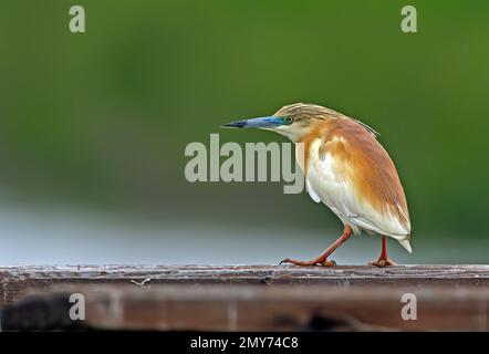 Squacco Heron (Ardeola ralloides) adulte debout sur un rail en bois du pont Hortobagy, Hongrie Mai Banque D'Images