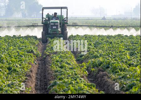 INDE, Punjab, Ludhiana, pulvérisation de pesticides dans le champ de pommes de terre avec le tracteur John Deere et la machine à pulvériser, au Punjab, le grenier de l'Inde, a commencé la révolution verte dans les années 1960 pour augmenter la production alimentaire avec des systèmes d'irrigation, l'utilisation d'engrais, de pesticides et de graines hybrides à haut rendement Banque D'Images