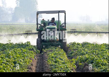 INDE, Punjab, Ludhiana, pulvérisation de pesticides dans le champ de pommes de terre avec le tracteur John Deere et la machine à pulvériser, au Punjab, le grenier de l'Inde, a commencé la révolution verte dans les années 1960 pour augmenter la production alimentaire avec des systèmes d'irrigation, l'utilisation d'engrais, de pesticides et de graines hybrides à haut rendement Banque D'Images