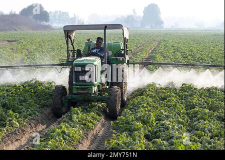 INDE, Punjab, Ludhiana, pulvérisation de pesticides dans le champ de pommes de terre avec le tracteur John Deere et la machine à pulvériser, au Punjab, le grenier de l'Inde, a commencé la révolution verte dans les années 1960 pour augmenter la production alimentaire avec des systèmes d'irrigation, l'utilisation d'engrais, de pesticides et de graines hybrides à haut rendement Banque D'Images