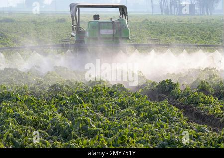 INDE, Punjab, Ludhiana, pulvérisation de pesticides dans le champ de pommes de terre avec le tracteur John Deere et la machine à pulvériser, au Punjab, le grenier de l'Inde, a commencé la révolution verte dans les années 1960 pour augmenter la production alimentaire avec des systèmes d'irrigation, l'utilisation d'engrais, de pesticides et de graines hybrides à haut rendement Banque D'Images